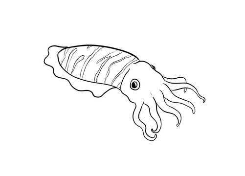 cuttlefish digital illustration drawing isolated
