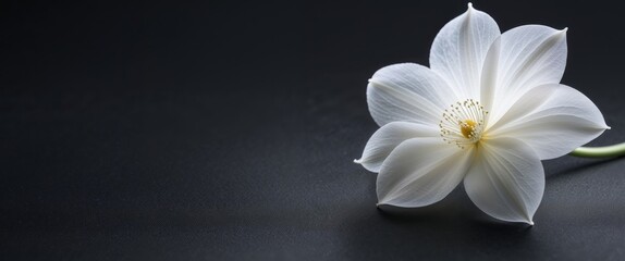 Fototapeta premium A white flower is in the center of a black background