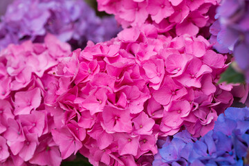 Obraz premium Colorful hydrangeas in natural sunlight,close up.