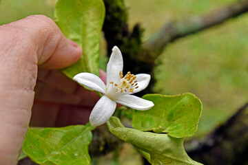 Lime flower on garden in Teresopolis, Rio de Janeiro, Brazil