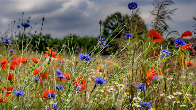 Summer Symphony: Wildflowers in Bloom