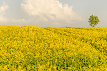 Obraz premium rapeseed field in spring