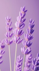 Obraz premium Easter Lavender 3d background minimalistic mockup with space for text