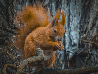 squirrel on a tree