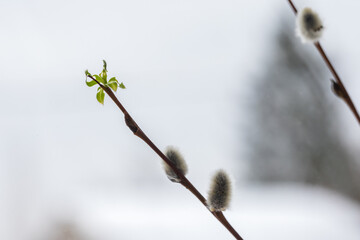 A close-up view of a branch budding in early spring