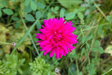 Obraz premium Bright pink flower in full bloom on a sunny day