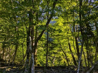 Obraz premium forest at mountain