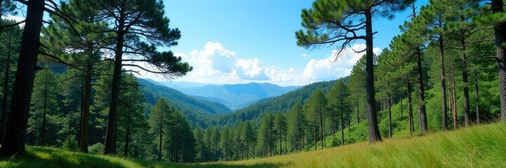 Fototapeta premium Dense pine forest with towering trees and a clear blue sky above, yogyakarta, landscape
