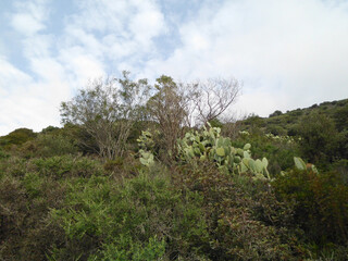 Natura