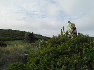 Natura
