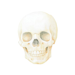 Fototapeta premium Realistic Watercolor Skull Illustration for Art Projects