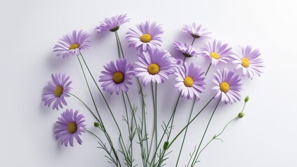 Fototapeta premium Delicate Purple Daisies Cluster with Yellow Centers on Clean White Backdrop in Soft Natural Light