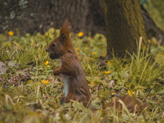 squirrel in the forest