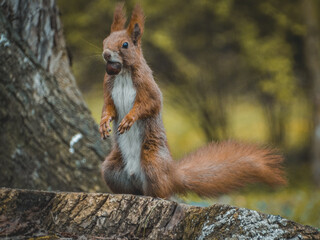 squirrel in the park
