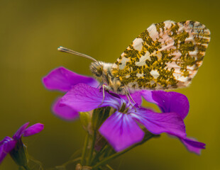 butterfly on flower