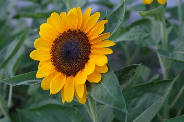 Yellow sunflowers with green leaves are blooming in a park.