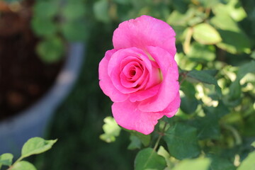 Pink roses are blooming in the garden.
