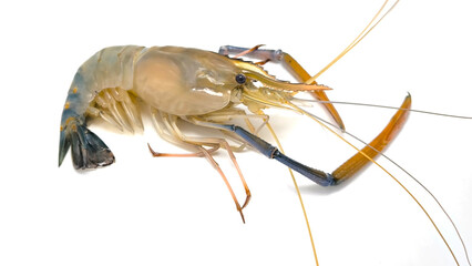 Fresh river prawns isolated on white background. Big freshwater prawns. River prawns for cooking.