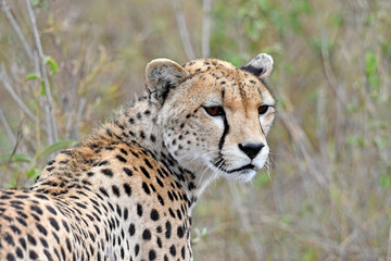 Gepard