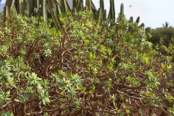 Euphorbia balsamifera - balsam spurge