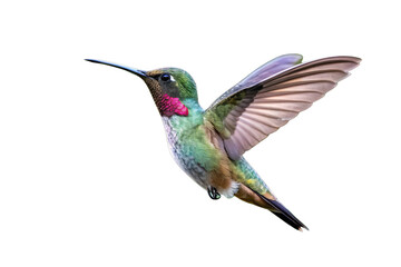Graceful Hummingbird in Flight With Open Wings in Nature png