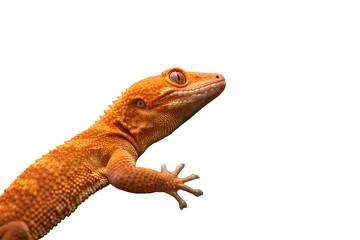 Obraz premium Bright Orange Gecko Resting on a Tree Branch in Close Up png