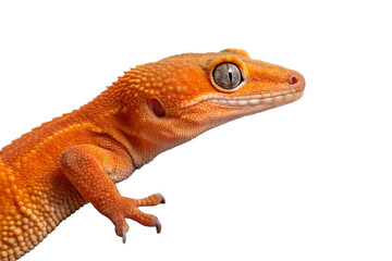 Obraz premium Bright Orange Gecko Resting on a Tree Branch in Close Up png