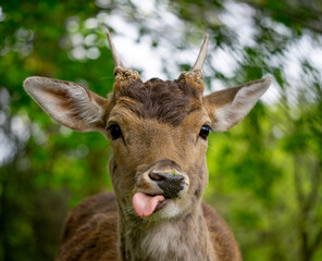 wild animal in the forest while having a meal in a funny pose, sticks its tongue out to the side. green forest in spring and summer colors, sunny beautiful day among nature, animal horns and head. blu