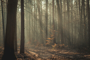 wet muddy magical deciduous coniferous forest, trees, wood in the morning in the fog, sunlight...