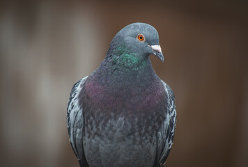 close up of a pigeon