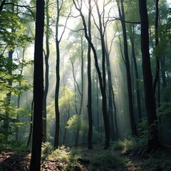 A serene forest glade bathed in soft natural light, serenity, foliage