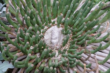 Euphorbia esculenta a succulent plant with an underground caudex with the outer part bearing a...