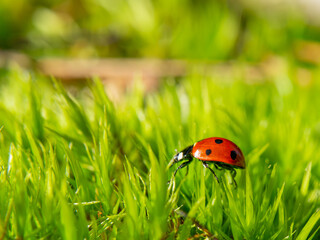 ladybug on green grass © Adam