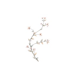 Delicate Cherry Blossom Branch with Watercolor Style Illustration on Clean White Background Artwork