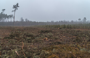 forest clearing, peat bog, view of cut down trees in a coniferous and deciduous forest in the...