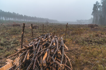 forest clearing, peat bog, view of cut down trees in a coniferous and deciduous forest in the...