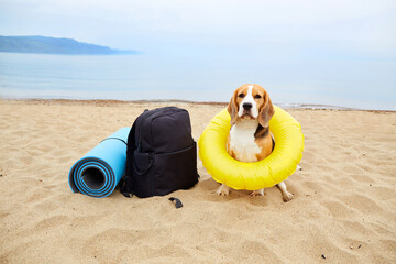 Obraz premium A beagle dog wearing a floating ring sits on a sandy beach.