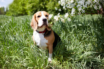 A beagle dog in a park on a sunny meadow under a blooming apple tree. Spring background.