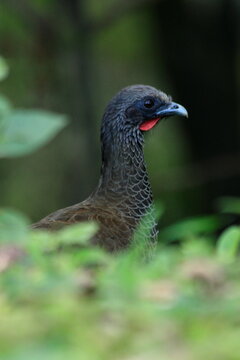 Photo of an Ortalis Columbiana in its natural environment