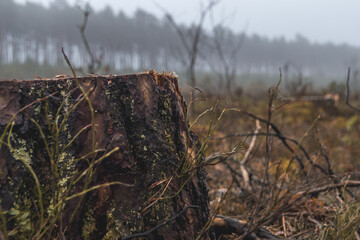 forest clearing, peat bog, view of cut down trees in a coniferous and deciduous forest in the morning on a foggy spring day, safe earth ecology, fauna, flora, greenery, forest industry