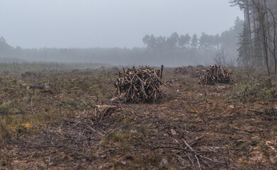 forest clearing, peat bog, view of cut down trees in a coniferous and deciduous forest in the...