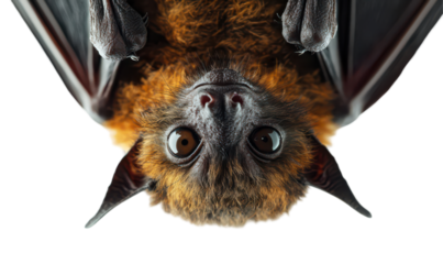 Bizarre Grotesque Bat with Spiky Ears and Wild Eyes Hanging Upside Down Isolate on Transparent Background
