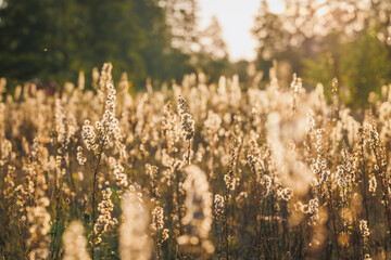 Fototapeta premium Plants on a meadow in Gmina Lochow, Mazowsze region of Poland