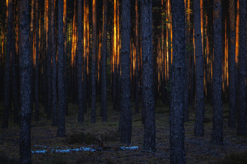 Sunset in pine tree forest in area of Lochow town, Masovia region of Poland