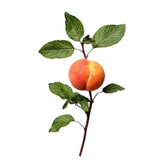 Fresh Peach with Mint Leaves Isolated on Transparent Background