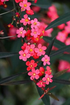 Beautiful tiny pink and yellow flowers of Scarlet-Plume Marielle, also known as Euphorbia fulgens