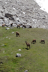 Herd of Chamois in the Karwendel Mountains in Austria