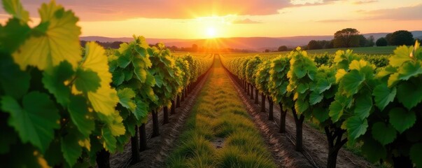 Naklejka premium Rows of vineyards stretching towards the east as morning sunlight peeks over the horizon, farm, grape