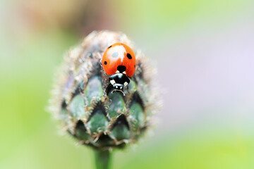 Marienkäfer auf Blume