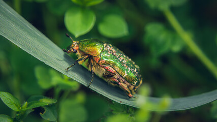 green bug on a leaf